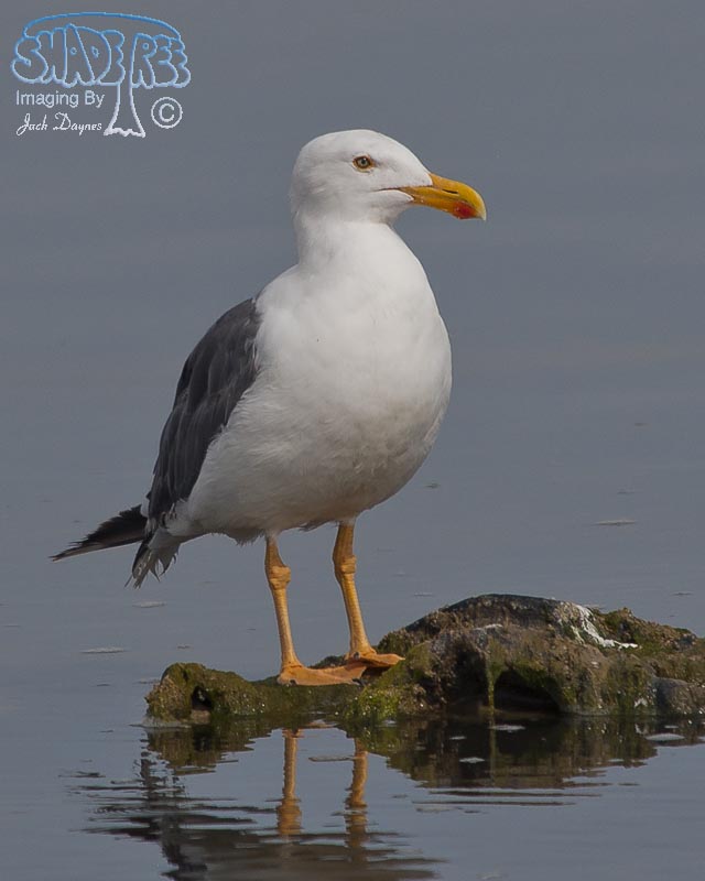 Yellow-Footed Gull - Larus livens