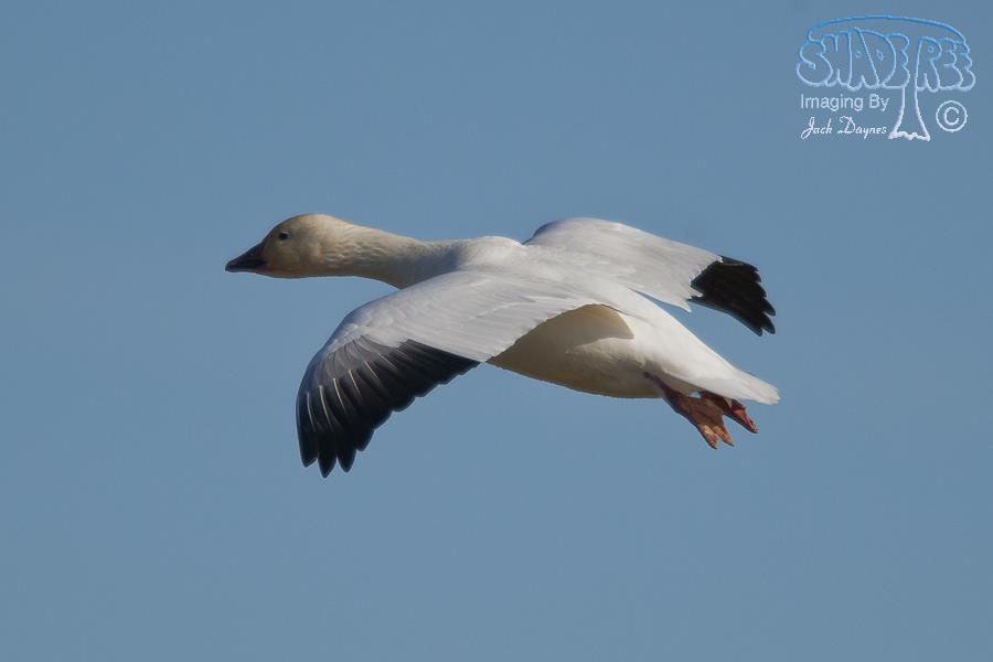 Snow Goose - Anser caerulescens