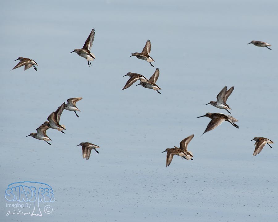 Western Sandpiper - Calidris mauri
