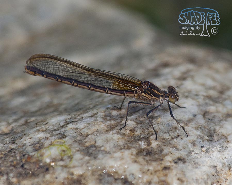 American Rubyspot - Hetaerina americana