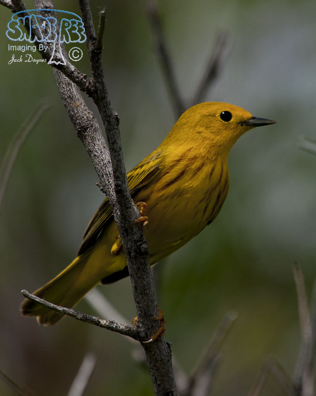 American Yellow Warbler - Setophaga petechia