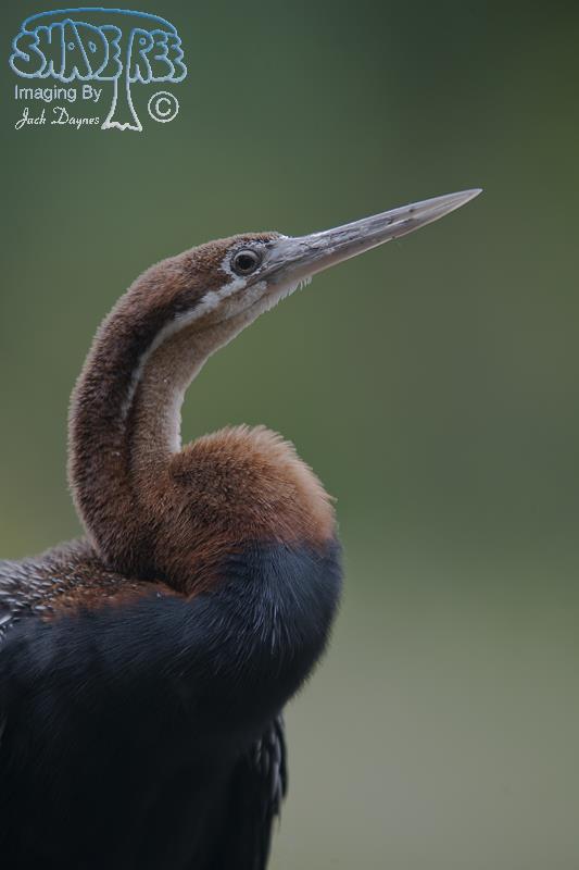 African Darter - Anhinga rufa