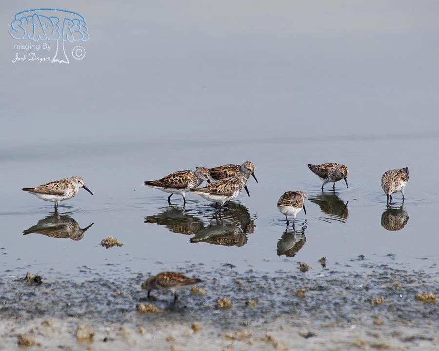 Western Sandpiper - Calidris mauri