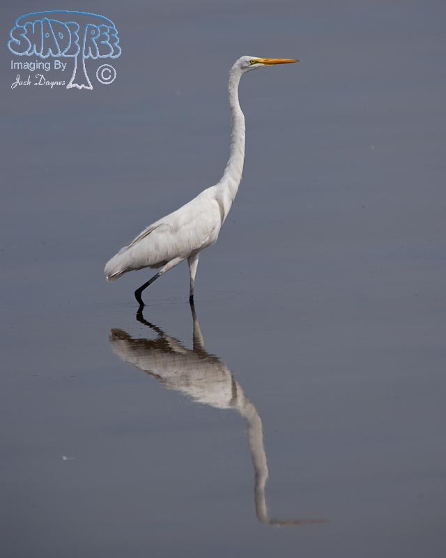 Great Egret - Ardea alba