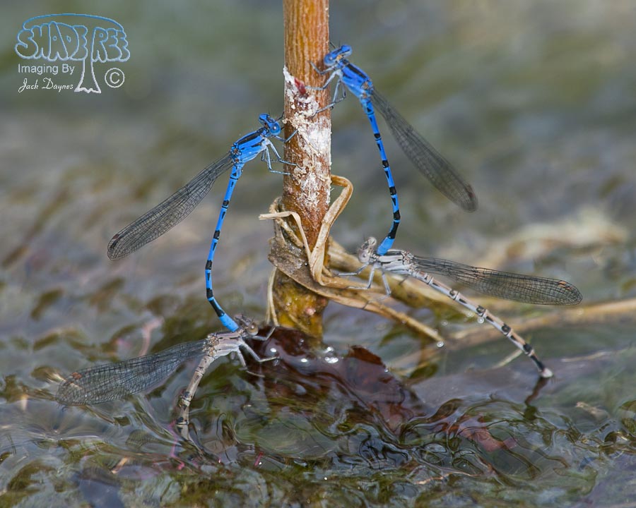 Vivid Dancer - Argia vivida