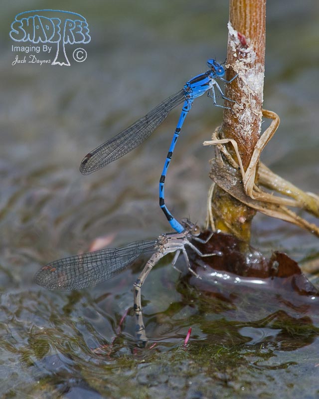Vivid Dancer - Argia vivida