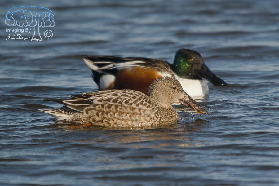 Northern Shoveler - Spatula clypeata