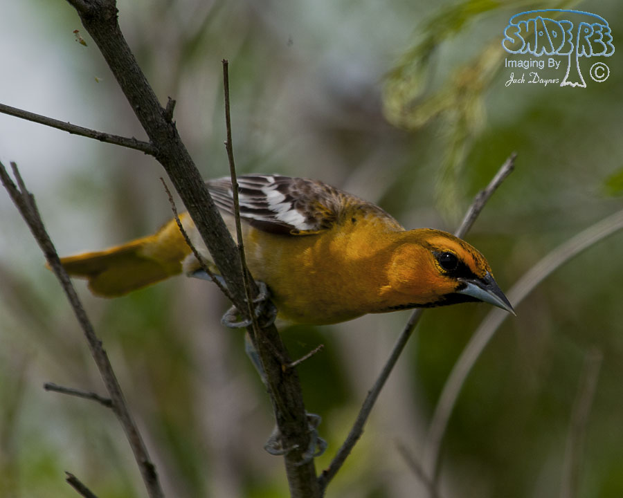 Bullock's Oriole - Icterus bullockii