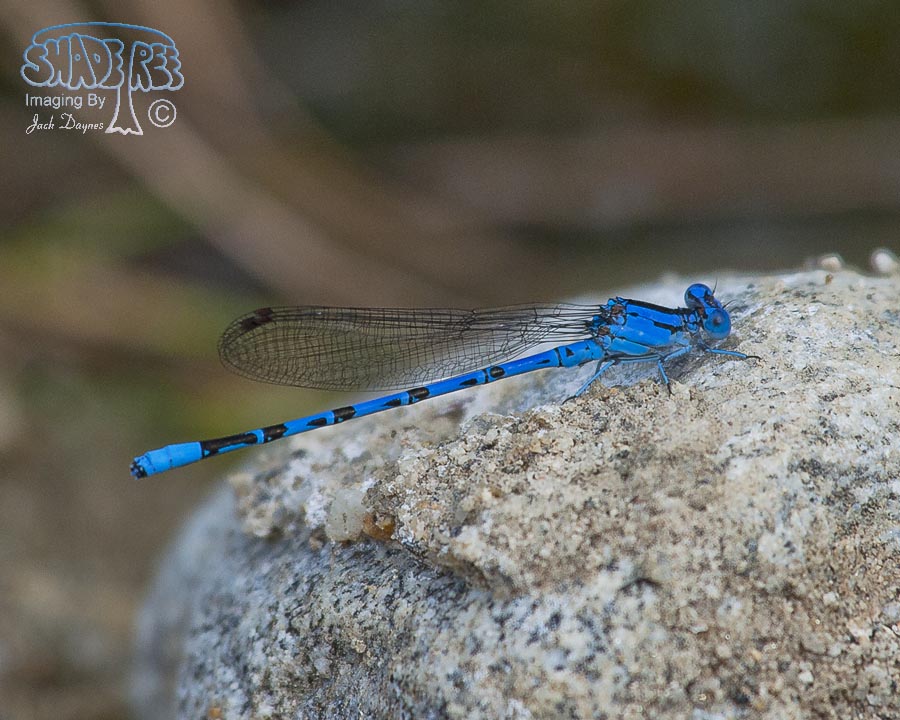 Vivid Dancer - Argia vivida