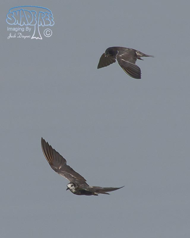 Black Tern - Chlidonias niger