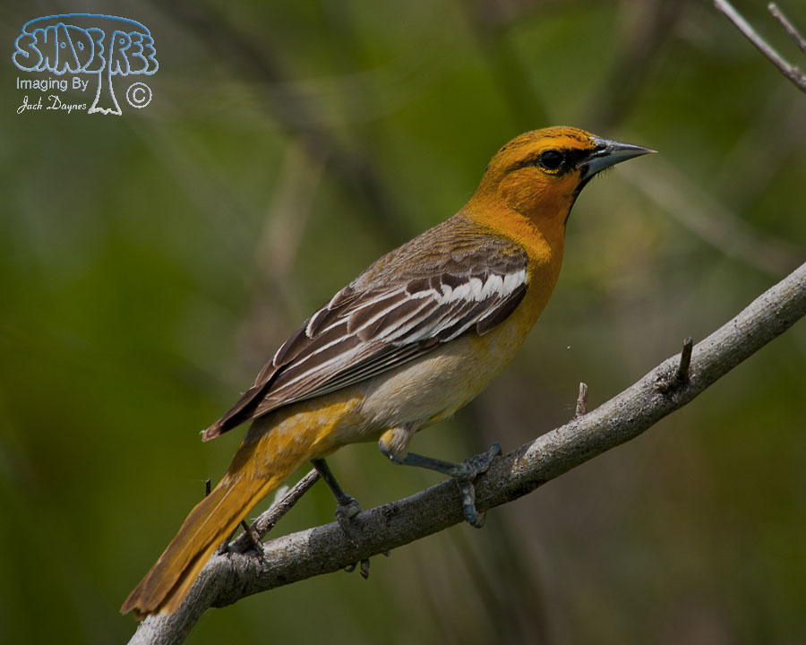 Bullock's Oriole - Icterus bullockii