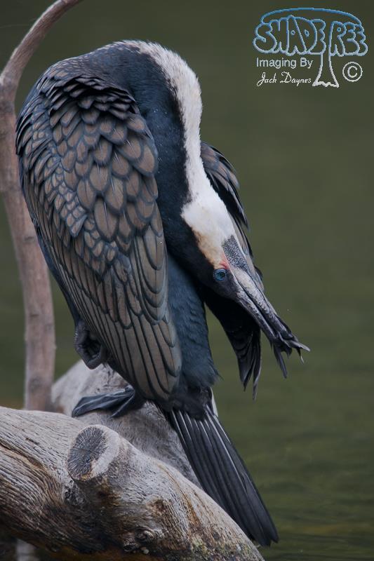 White-breasted Cormorant - Phalacrocorax lucidus