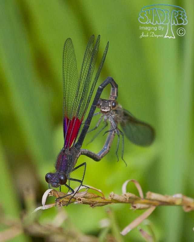 American Rubyspot - Hetaerina americana