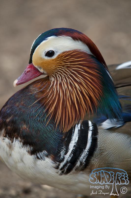 Mandarin Duck - Aix galericulata