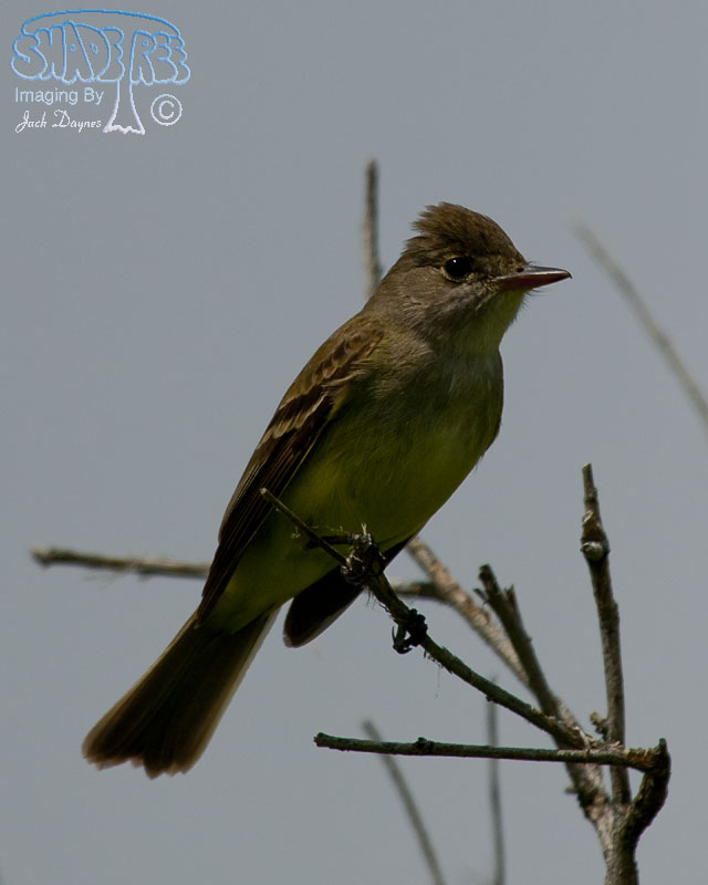 Western Kingbird - Tyrannus verticalis