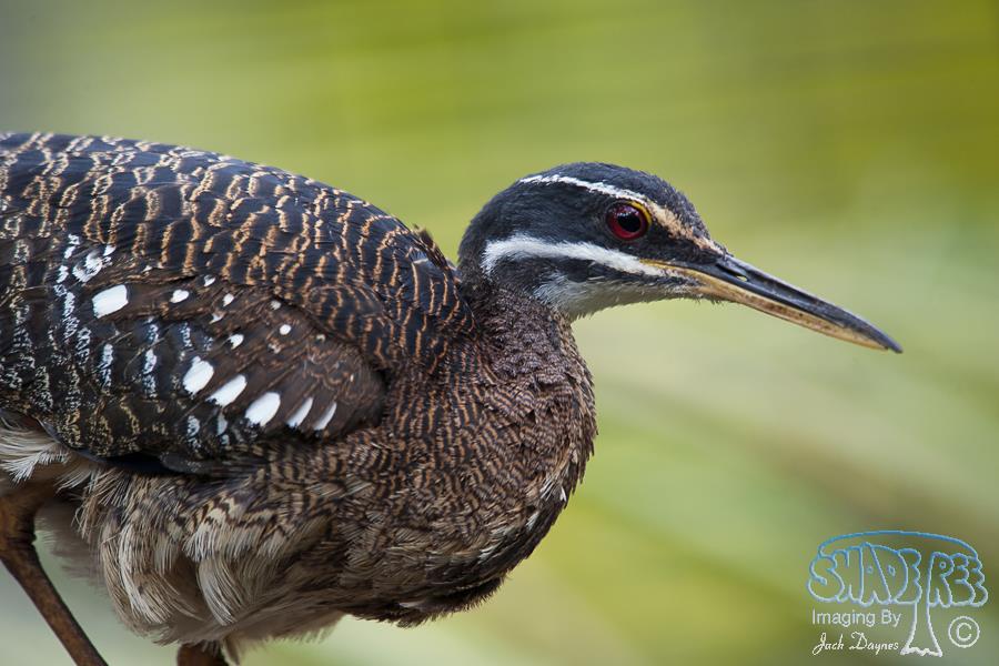 Sunbittern - Eurypyga helias
