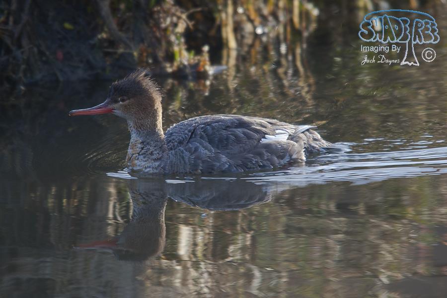 Red-Breasted Merganser - Mergus serrator