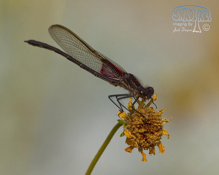 American Rubyspot - Hetaerina americana