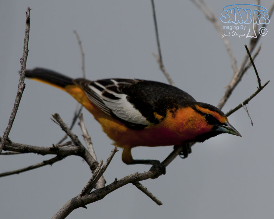 Bullock's Oriole - Icterus bullockii
