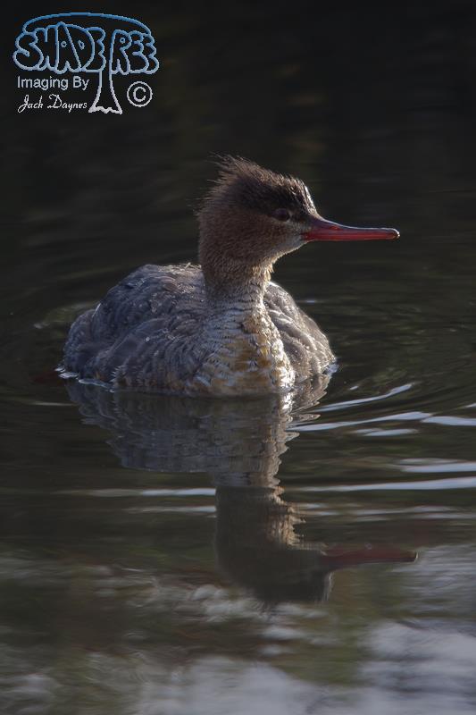 Red-Breasted Merganser - Mergus serrator