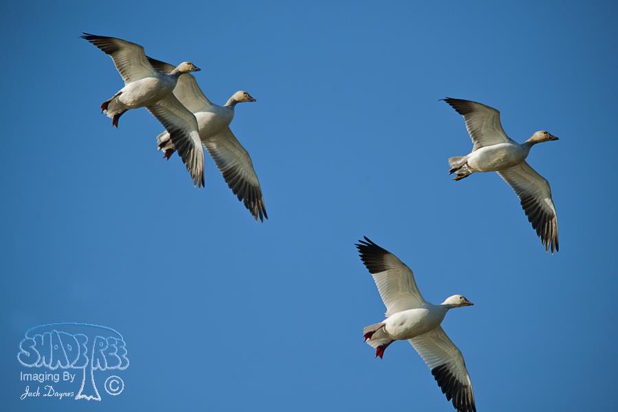 Snow Goose - Anser caerulescens