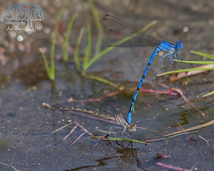 Vivid Dancer - Argia vivida