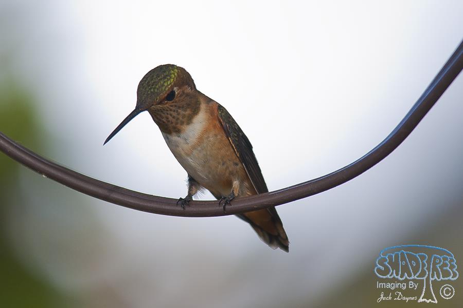 Allen's Hummingbird - Selasphorus sasin