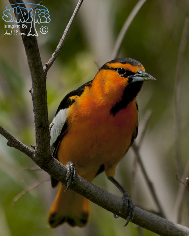 Bullock's Oriole - Icterus bullockii