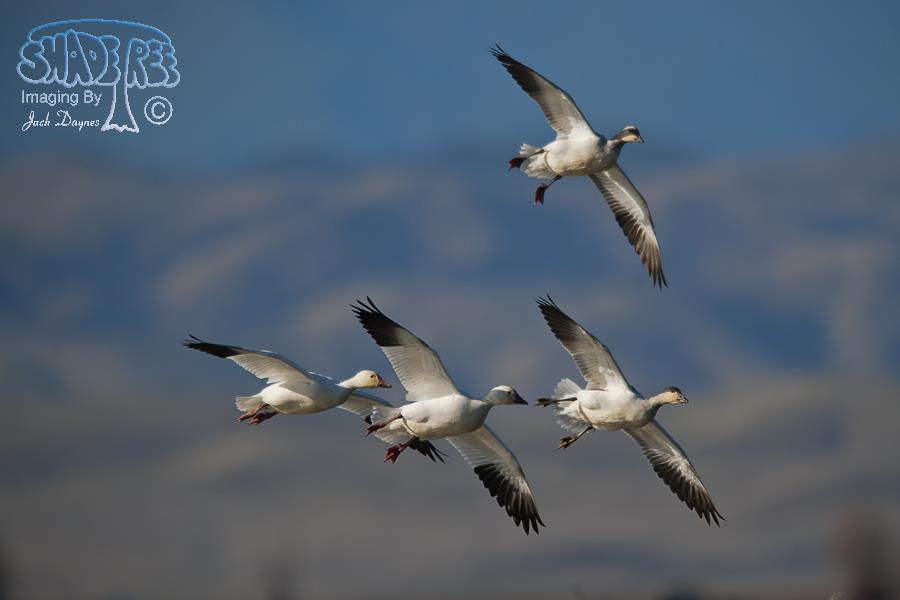 Snow Goose - Anser caerulescens