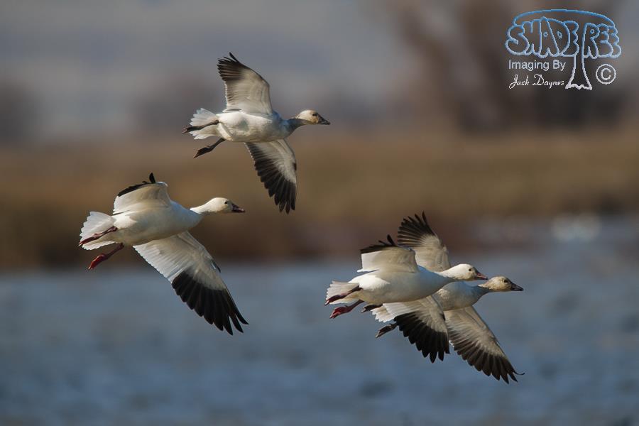 Snow Goose - Anser caerulescens