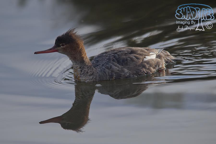 Red-Breasted Merganser - Mergus serrator