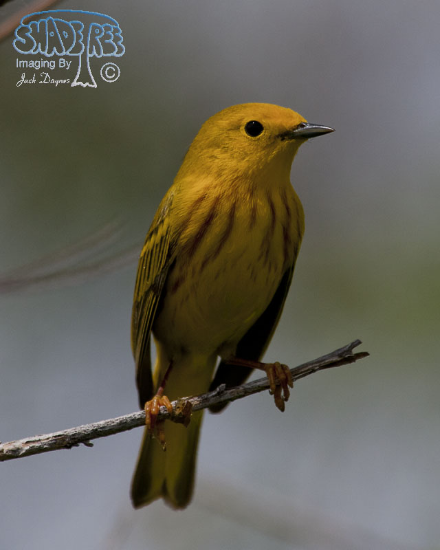 American Yellow Warbler - Setophaga petechia