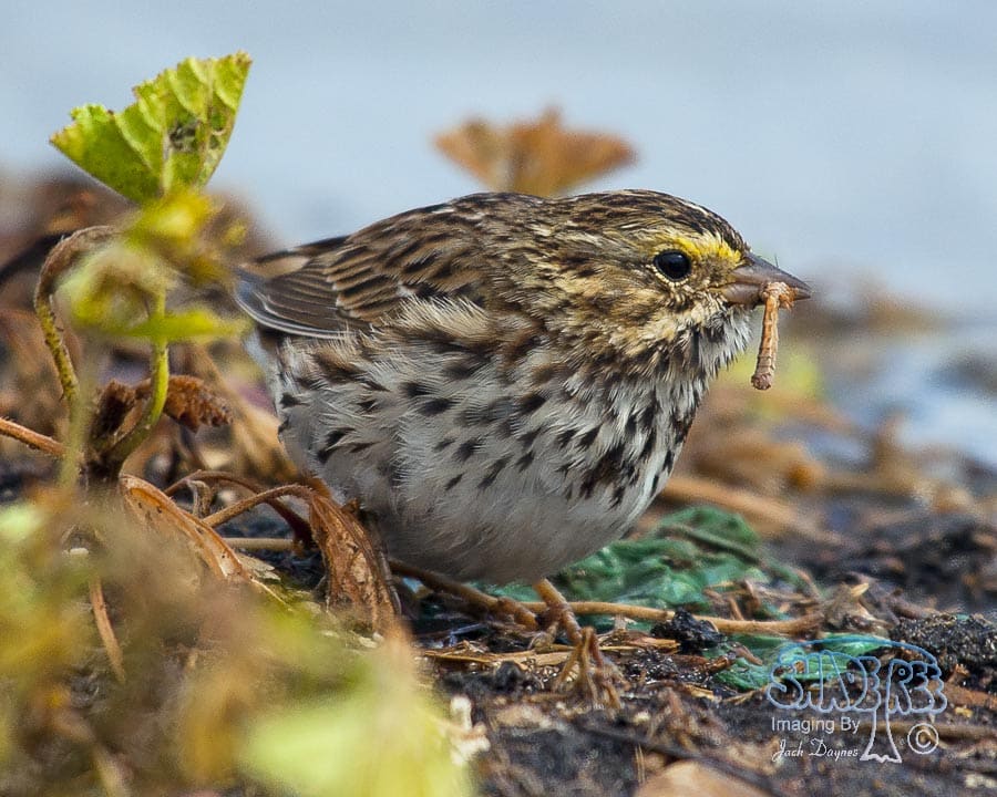 Savannah Sparrow - Passerculus sandwichensis