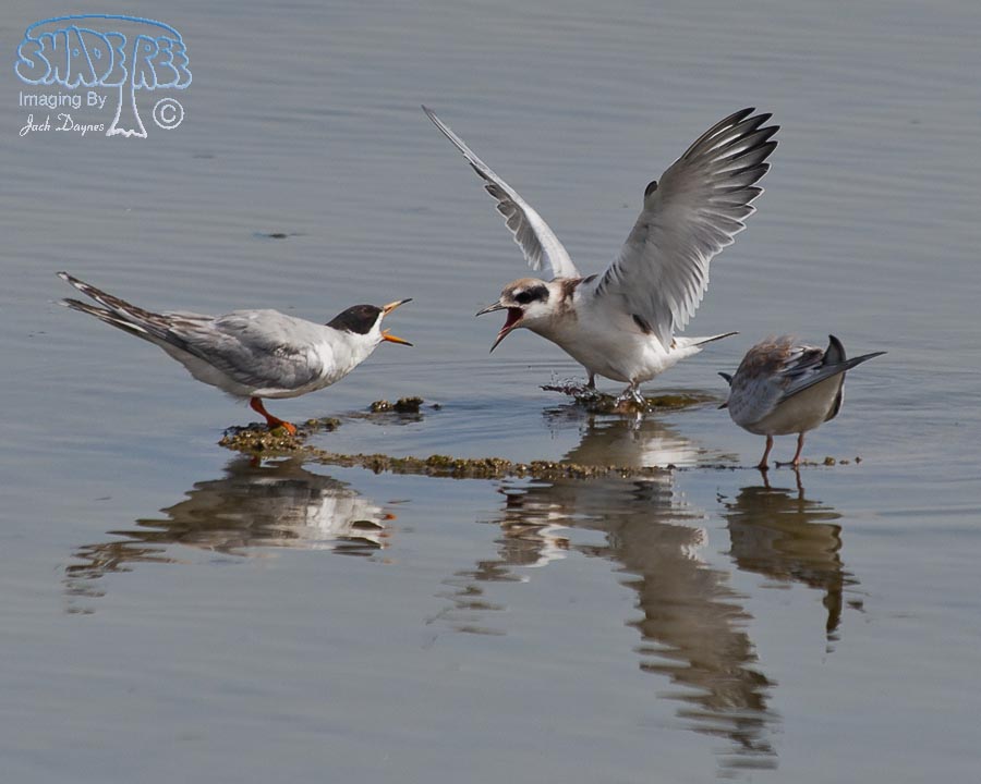 Forster's Tern - Sterna forsteri