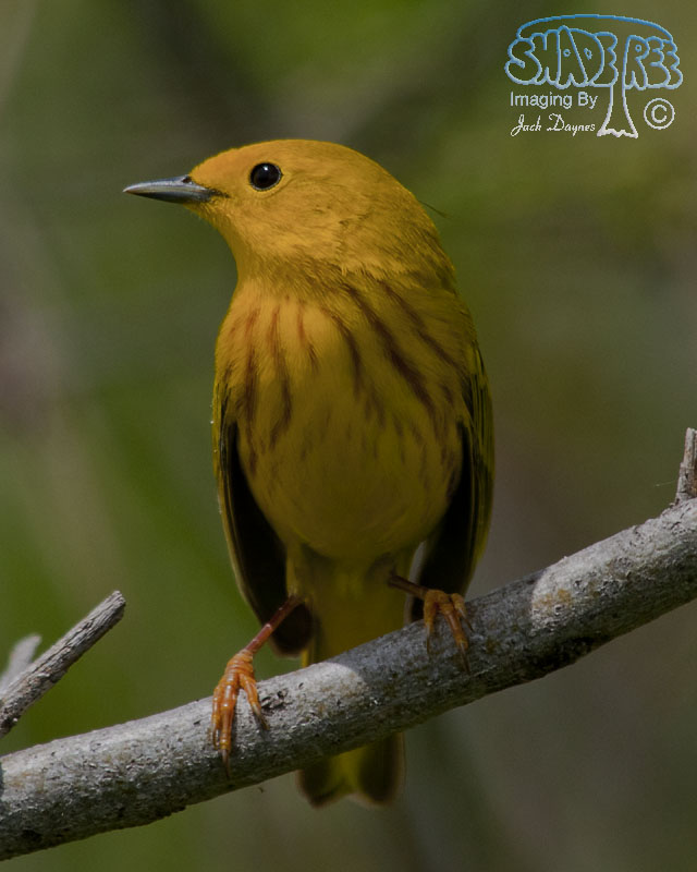American Yellow Warbler - Setophaga petechia
