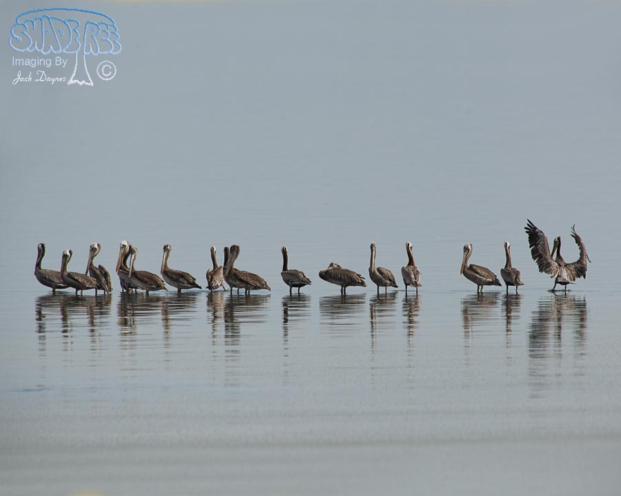 Brown Pelican - Pelecanus occidentalis