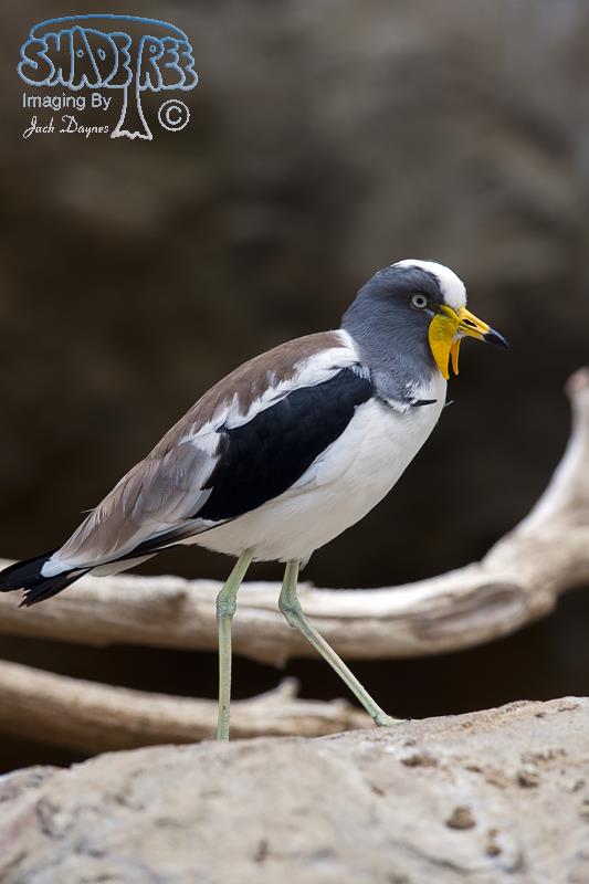 White-Crowned Lapwing - Vanellus albiceps
