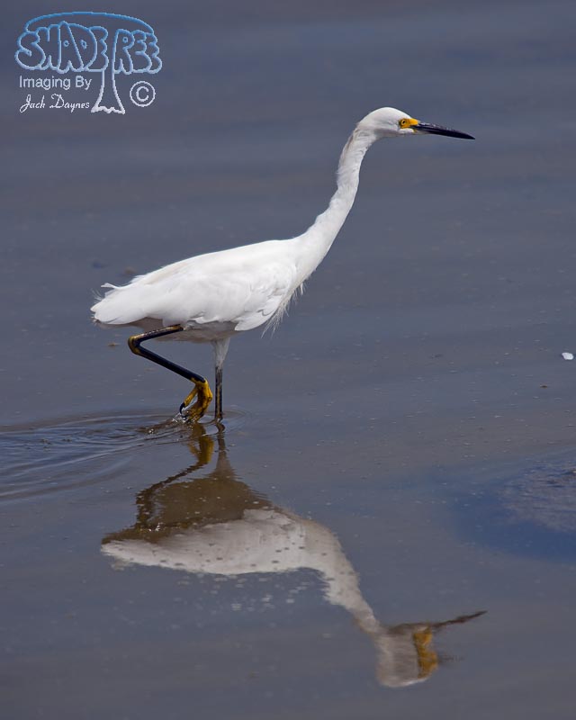 Snowy Egret - Egretta thula