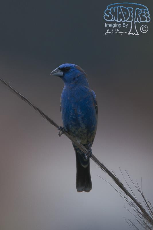 Blue Grosbeak - Passerina caerulea