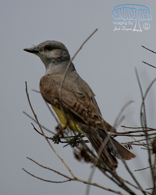 Western Kingbird - Tyrannus verticalis