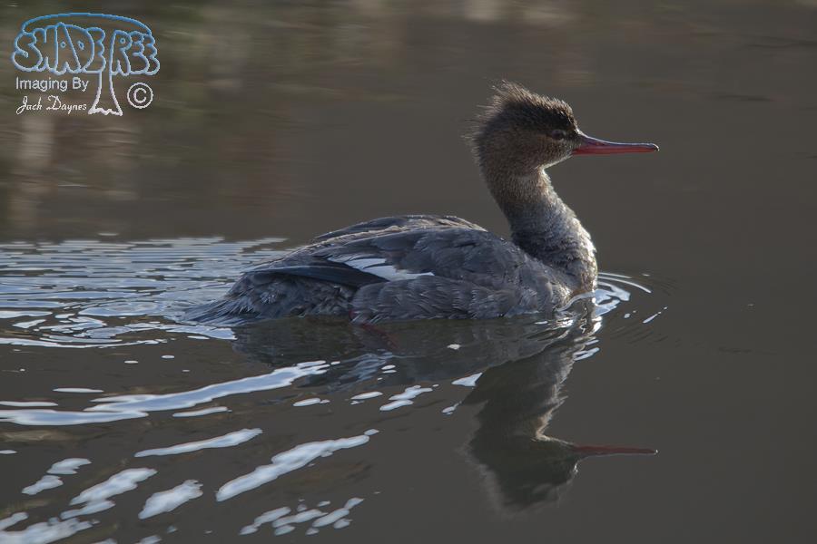 Red-Breasted Merganser - Mergus serrator