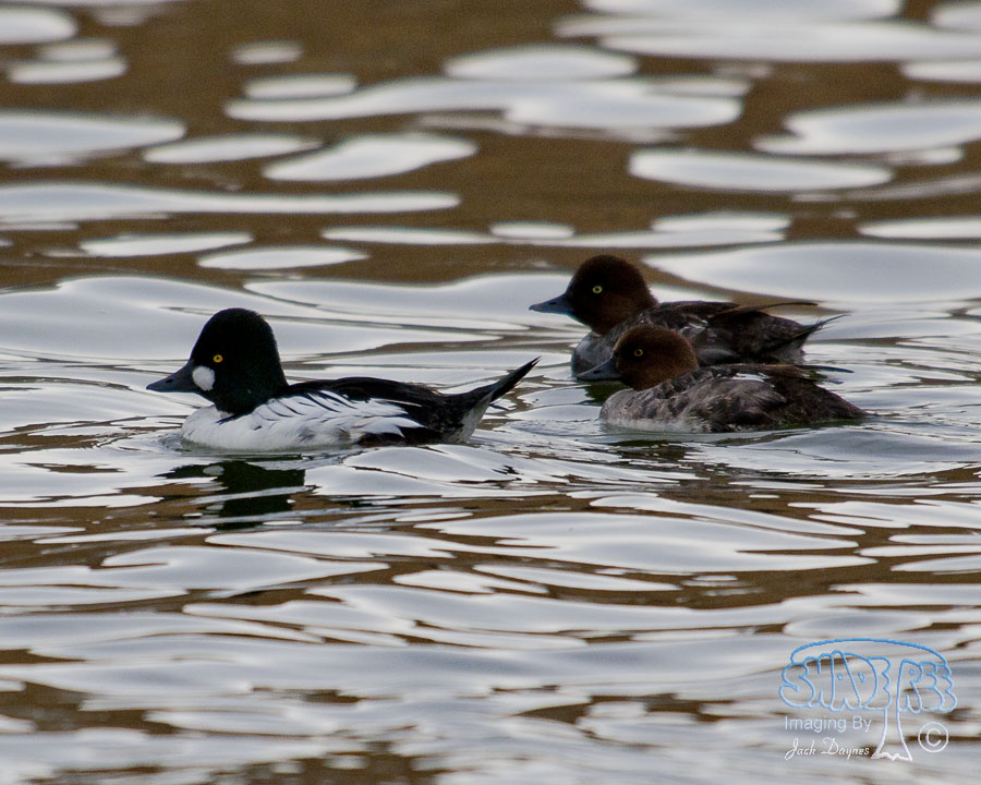 Common Goldeneye - Bucephala clangula
