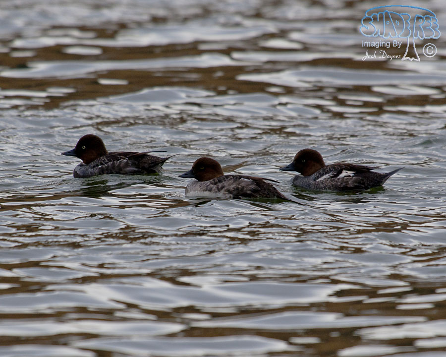 Common Goldeneye - Bucephala clangula