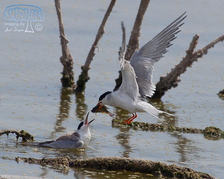 Forster's Tern - Sterna forsteri