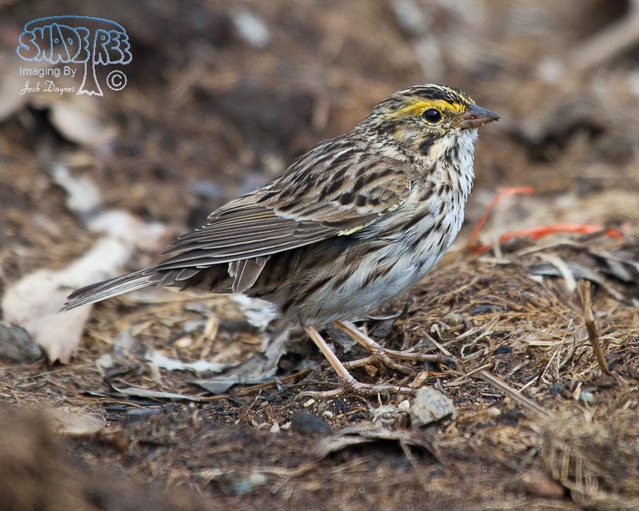 Savannah Sparrow - Passerculus sandwichensis