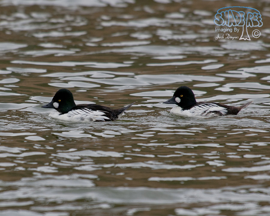 Common Goldeneye - Bucephala clangula