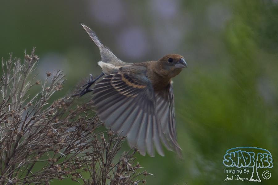 Blue Grosbeak - Passerina caerulea
