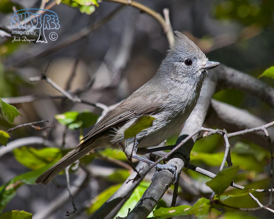 Oak Titmouse - Baeolophus inornatus
