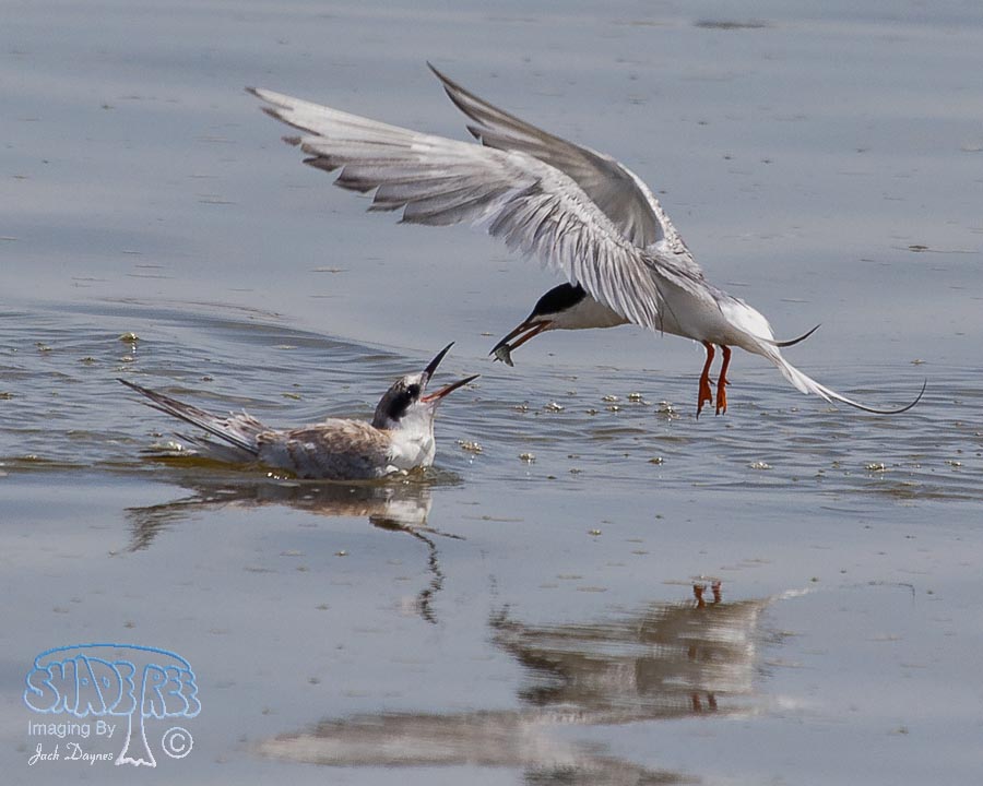 Forster's Tern - Sterna forsteri