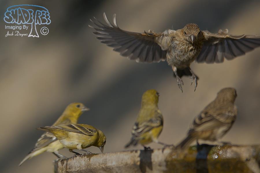House Finch - Haemorhous mexicanus